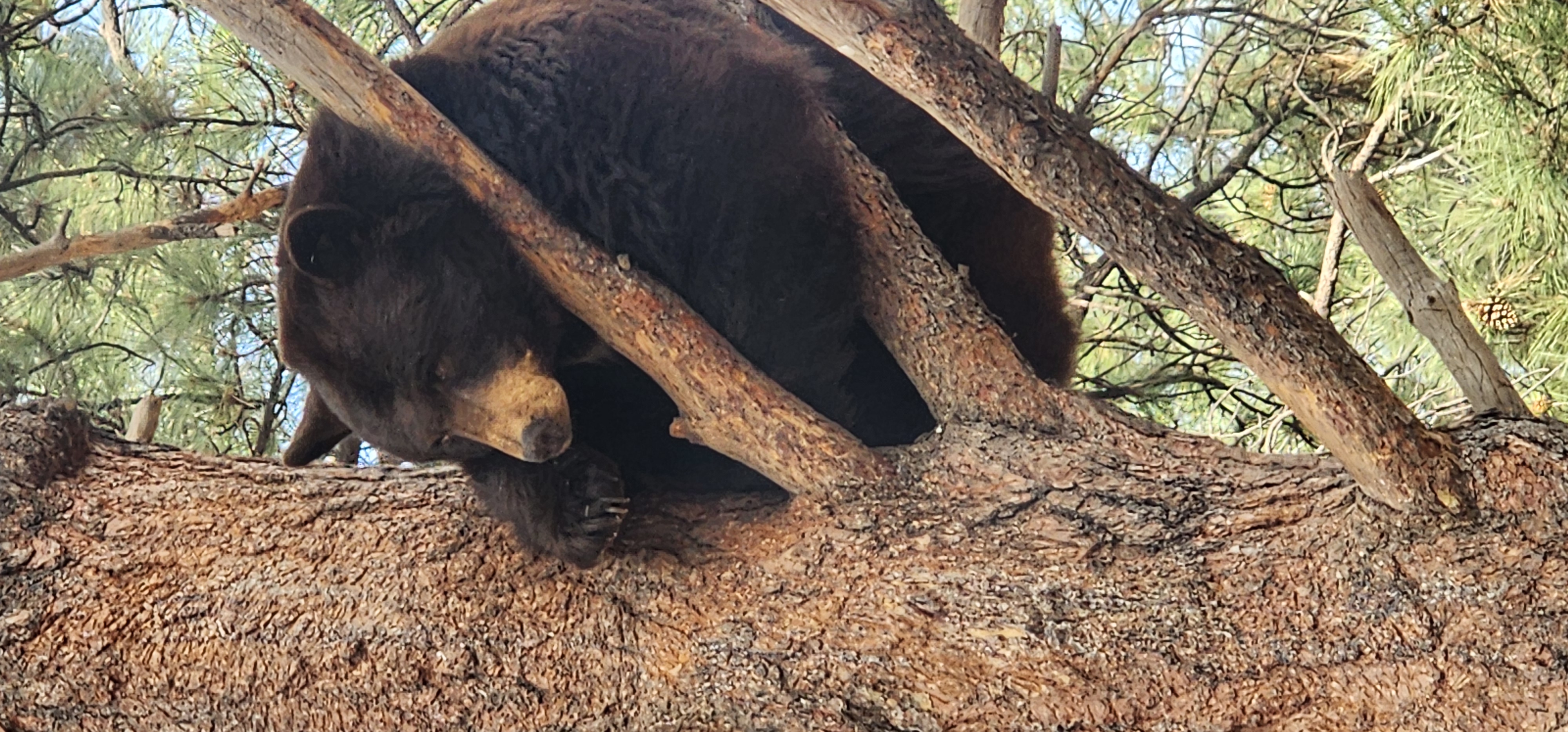 Black Bear in a tree at Bearizona